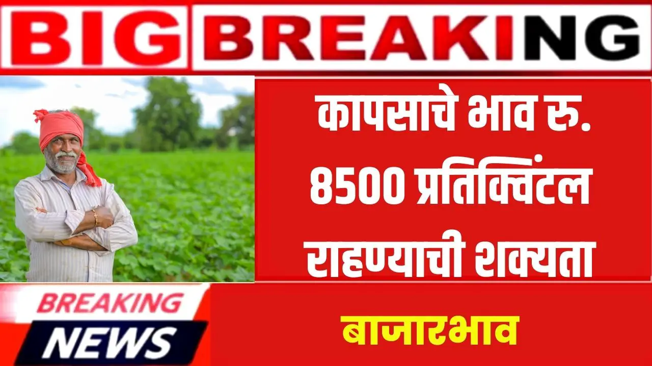Cotton Market Price