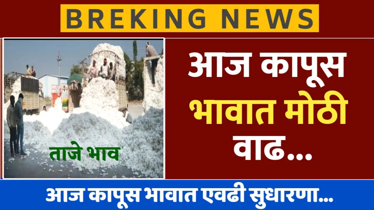 कापसाच्या भावात भयंकर वाढ, पहा आजचे नवीन दर
