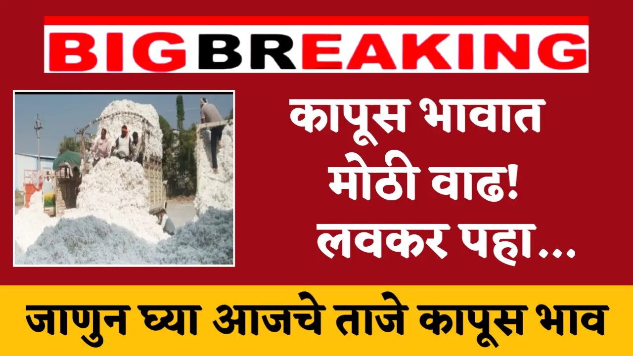 cotton rate today bajar samiti